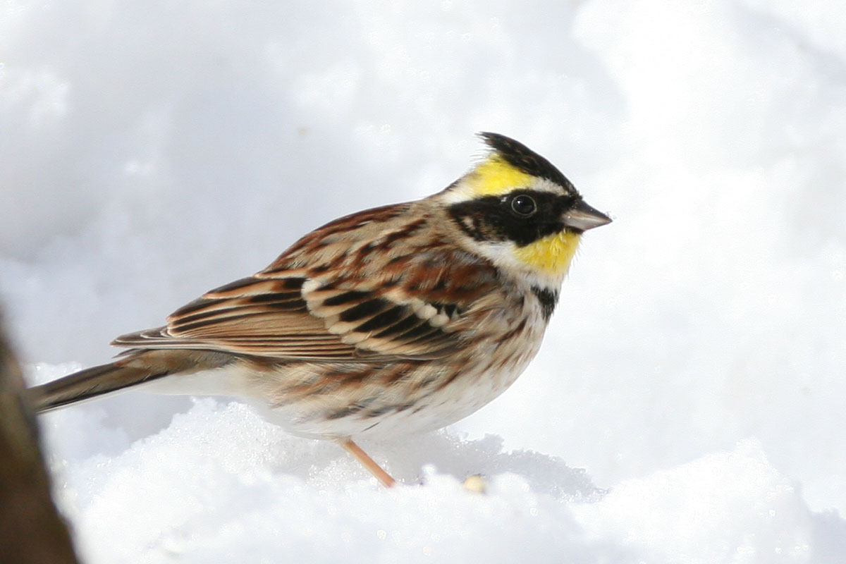 雪の山中湖の水場、ミヤマホオジロやゴジュウカラ、ルリビタキなどが来ていました